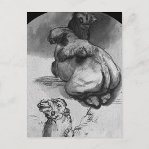 Carte Postale Camels