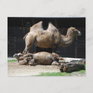 Carte Postale Camels