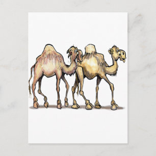 Carte Postale Camels
