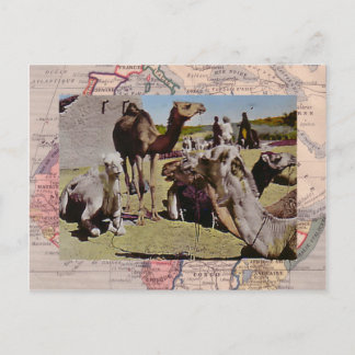 Carte Postale Camels à louer
