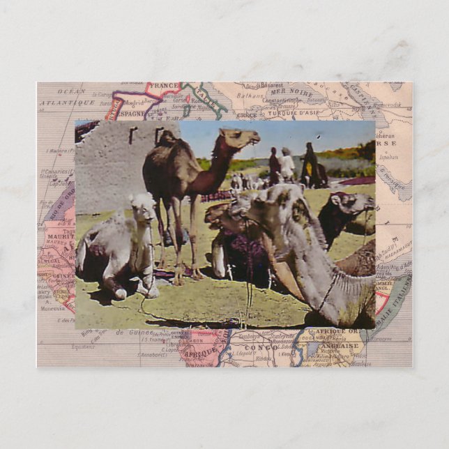 Carte Postale Camels à louer (Devant)