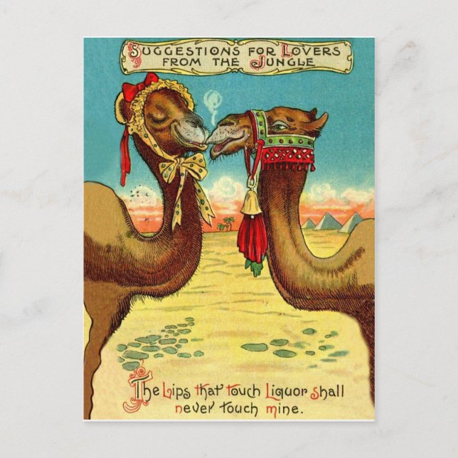 Carte Postale Camels amoureux, drôles vintages St. Valentines (Devant)