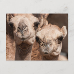 Carte Postale Camels au marché Camel à Al Ain près de Dubaï