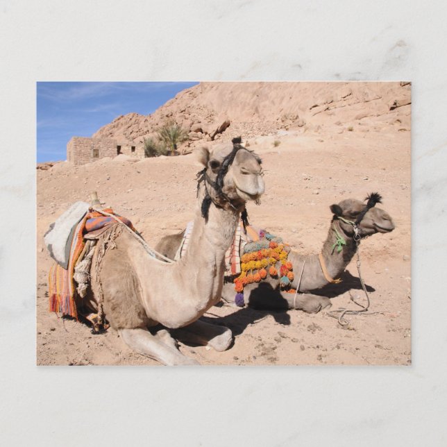 Carte Postale Camels dans le désert à Sainte-Catherine (Devant)