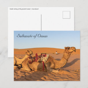 Carte Postale Camels dans le désert d'Oman
