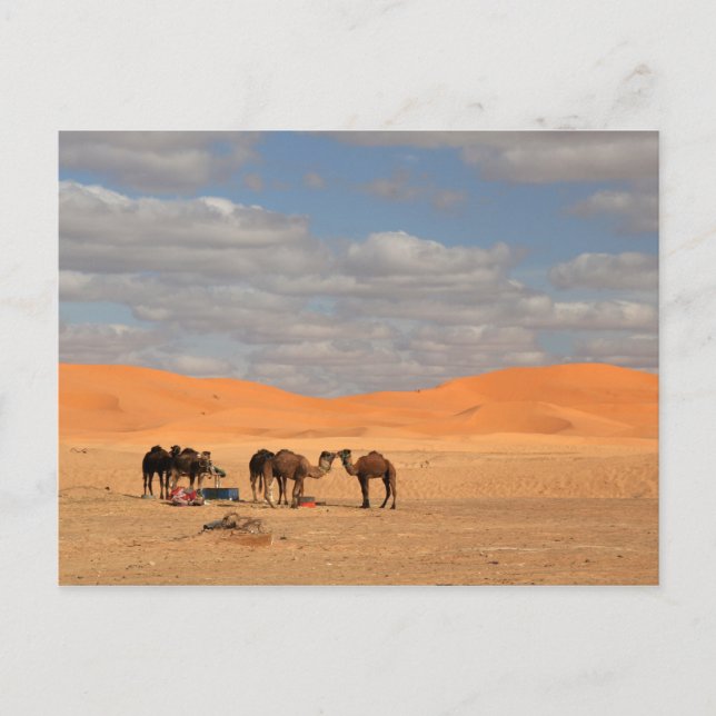 Carte Postale Camels dans le désert du Sahara (Devant)