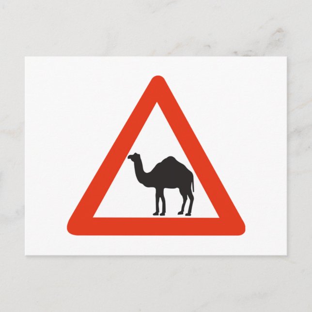 Carte Postale Camels de prudence, Signal de circulation, Émirat  (Devant)