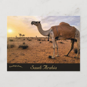 Carte Postale Camels en Arabie Saoudite