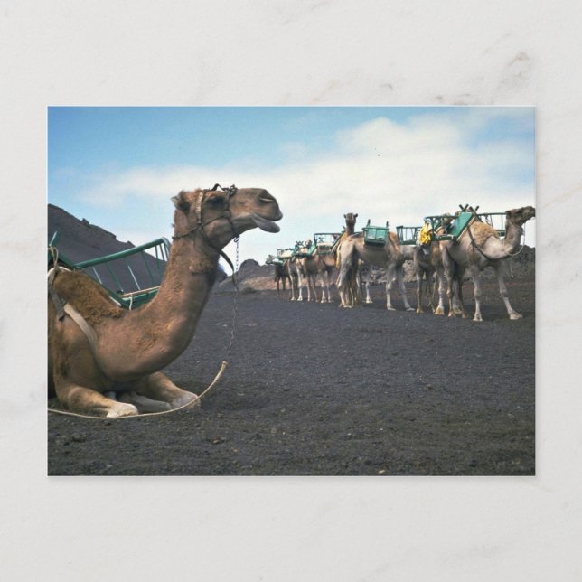 Carte Postale Camels, Lanzarote (Devant)