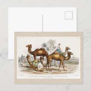 Carte Postale Camels of India Illustration Vintage, 1820