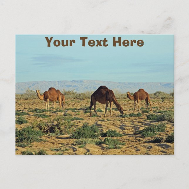 Carte Postale Camels personnalisables, Tunisie (Devant)