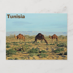 Carte Postale Camels, Tunisie