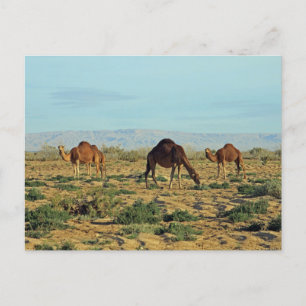 Carte Postale Camels, Tunisie