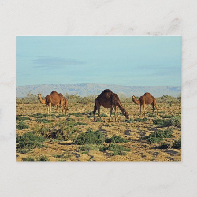 Carte Postale Camels, Tunisie (Devant)