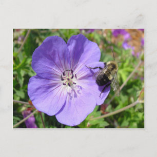 Carte Postale Camera Shy Bumble Bee
