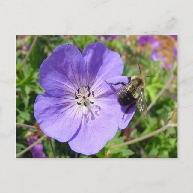 Carte Postale Camera Shy Bumble Bee (Devant)