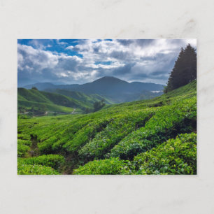 Carte Postale Cameron Highlands Tea Plantation