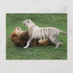 Carte Postale CamNzabu006