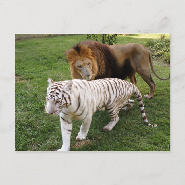 Carte Postale CamNzabu030 (Devant)