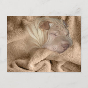 Carte Postale Camouflage chinois Shar Pei, Rincement Spot Cachan