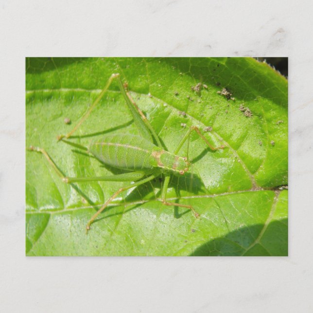 Carte postale Camouflage de cricket vert (Devant)