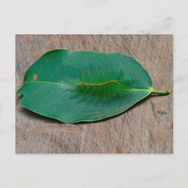 Carte Postale Camouflage de forêt tropicale (Devant)