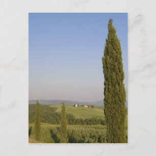 Carte Postale Campagne près de Pienza. Val d'Orcia, Sienne