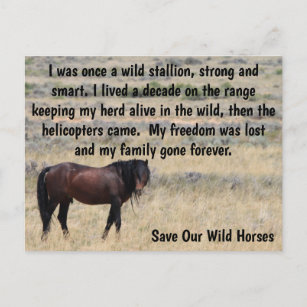 Carte Postale Campagne Sauvez nos chevaux sauvages