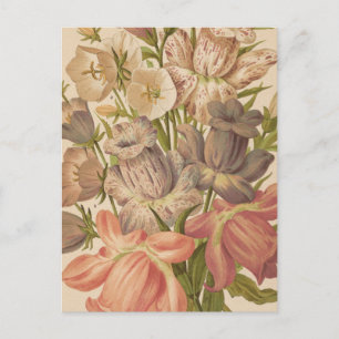 Carte Postale Campanula   George Nicholson