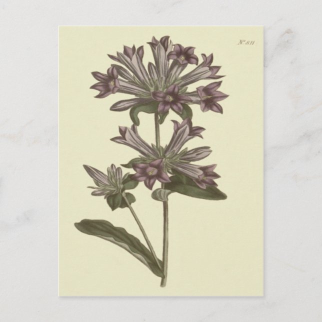 Carte Postale Campanule en grappe Illustration botanique (Devant)