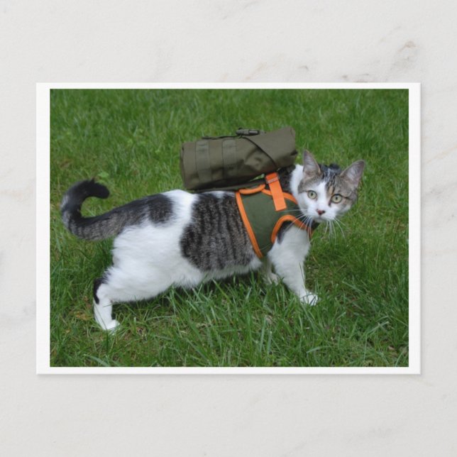 Carte Postale Camping Kitty (Devant)