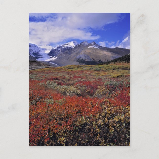 Carte Postale Canada, Alberta, Parc national de Banff. Les airel (Devant)