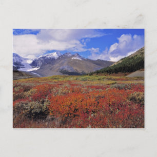 Carte Postale Canada, Alberta, Parc national de Banff. Les airel