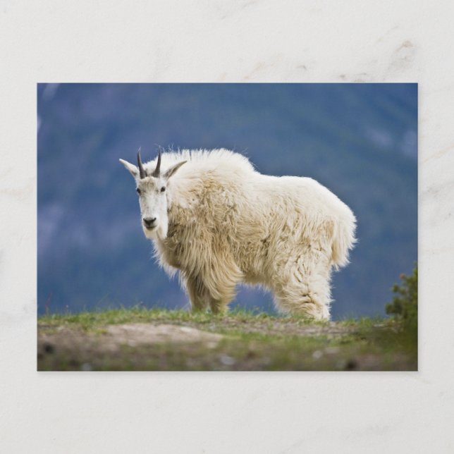 Carte Postale Canada, Alberta, parc national de Jasper, (Devant)