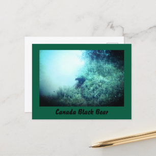 Carte postale Canada Black Bear
