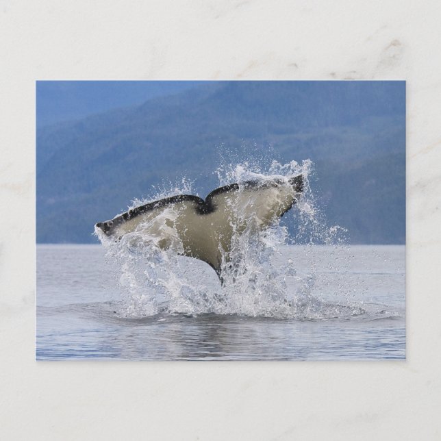 Carte Postale Canada, Colombie-Britannique, Île de Vancouver, (Devant)