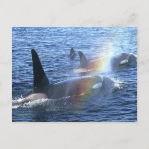 Carte Postale Canada, Colombie-Britannique, Johnstone Straight,