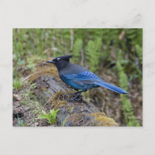 Carte Postale Canada : Colombie-Britannique, parc national Yoho,