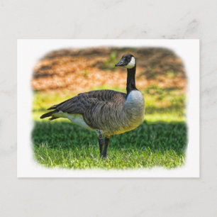 CARTE POSTALE CANADA GOOSE