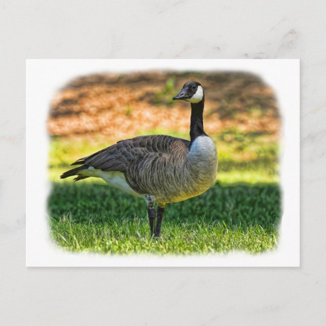 CARTE POSTALE CANADA GOOSE (Devant)