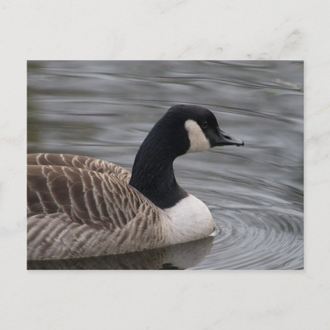 Carte postale Canada Goose (Devant)