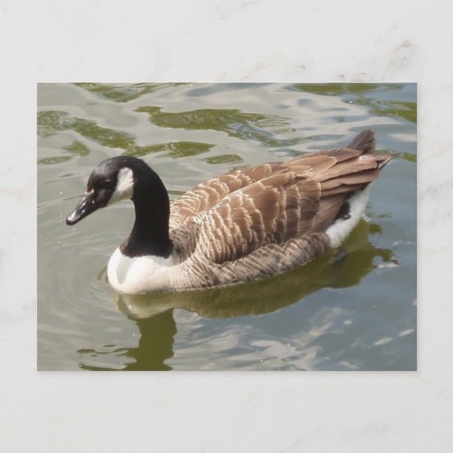 Carte postale Canada Goose (Devant)