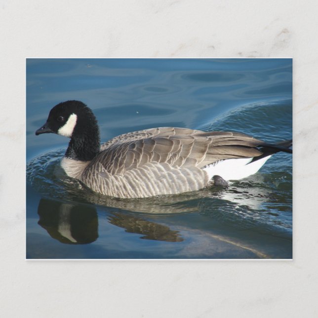Carte Postale Canada Goose (Devant)