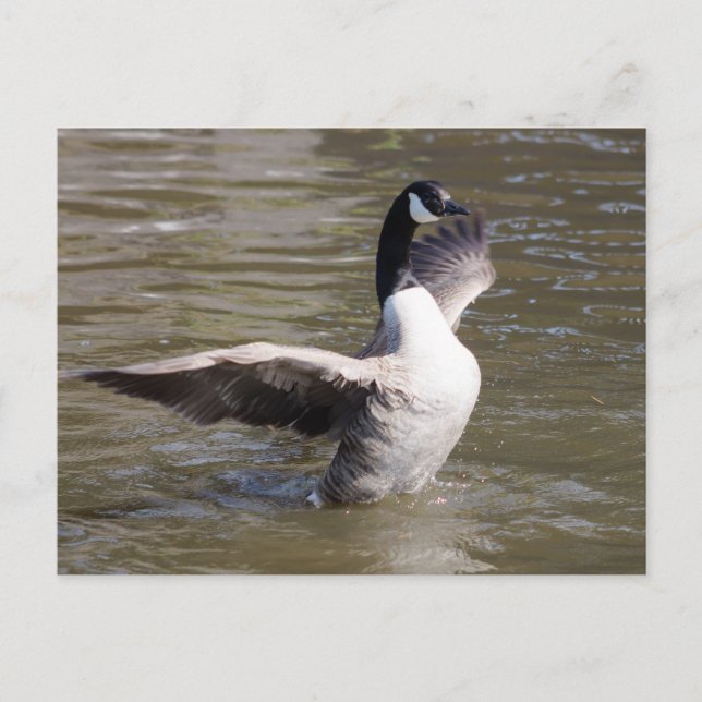 Carte Postale Canada Goose (Devant)