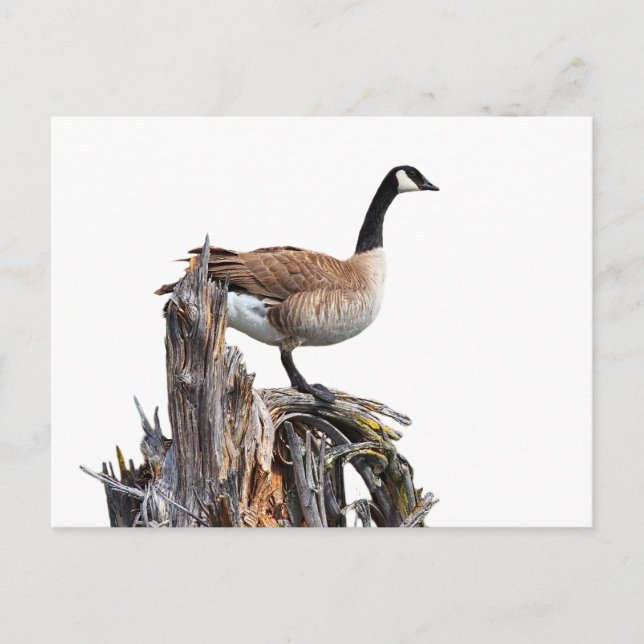 CARTE POSTALE CANADA GOOSE (Devant)