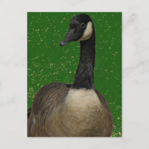 Carte Postale Canada Goose