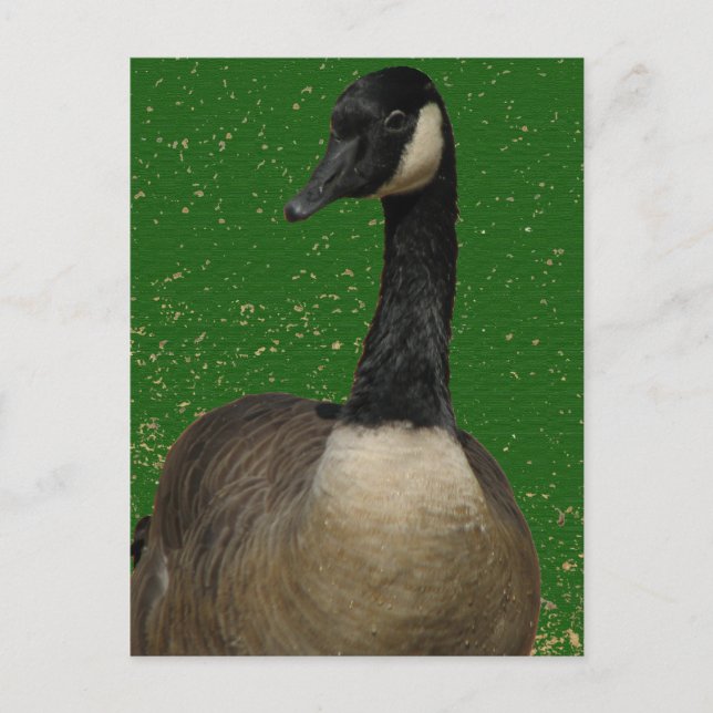 Carte Postale Canada Goose (Devant)