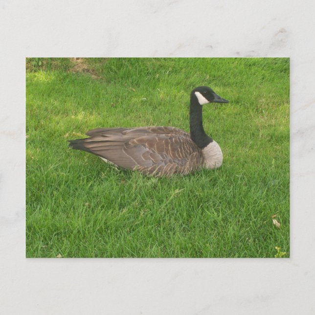 Carte postale Canada Goose (Devant)