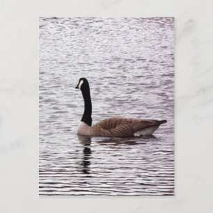 Carte postale Canada Goose