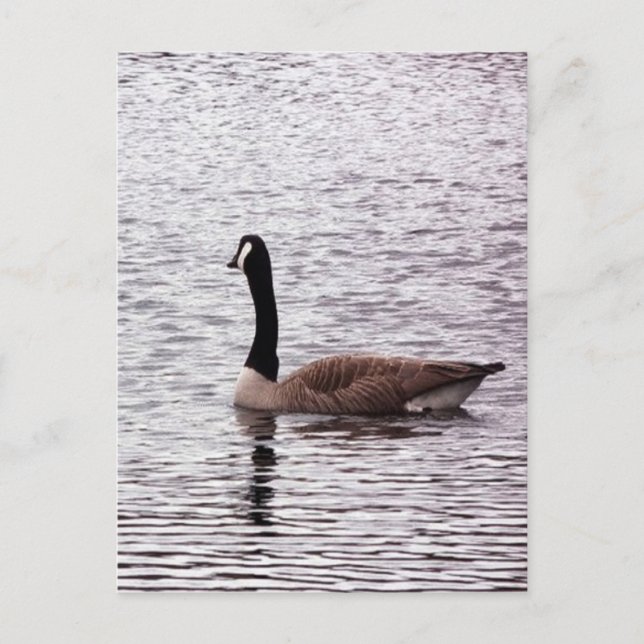 Carte postale Canada Goose (Devant)